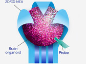 Los organoides contienen grupos de células cerebrales que pueden desarrollar vías más rápidas que cualquier circuito digital. (Fuente de la imagen: Frontiers of Science)