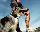 Fi Ultra se acopla al collar del perro.