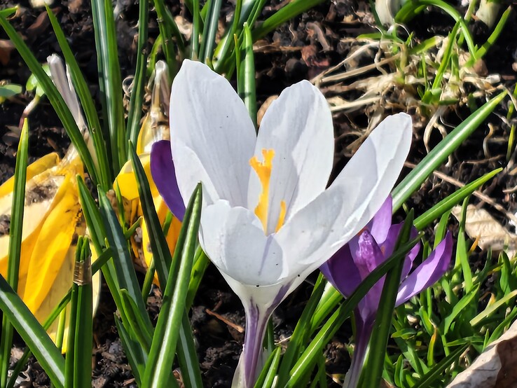 Motorola Edge 70 Fusion: Cámara principal con zoom 8x