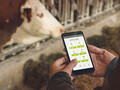 Los sensores IoT, desarrollados por smaXtec, controlan el bienestar interno de los animales de granja. (Imagen: smaXtec)