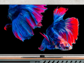 El televisor inteligente MEDION LIFE OLED es compatible con Dolby Vision y Dolby Atmos. (Fuente de la imagen: MEDION)