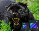 Panther Lake podría lanzarse en 2025 con las rápidas iGPU Xe3. (Fuente de la imagen: iStock + Intel)