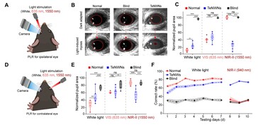 Las pruebas del implante de telurio en la retina muestran que las pupilas de los ratones ciegos responden de nuevo a la exposición a la luz visible e infrarroja. (Fuente de la imagen: Science. DOI: 10.1126/science.adu2987)