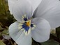 Macro
