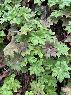 Una imagen de la cámara principal