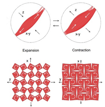 El parche de voz tiene hendiduras en la membrana magnética. La flexión durante el habla crea una señal eléctrica a partir del movimiento de las partículas magnéticas incrustadas. (Fuente: artículo de Ziyuan Che et al.)