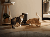 Comedero inteligente para mascotas Petlibro. Algunas unidades no pueden dispensar comida debido al corte de suministro.