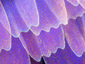 Una foto de "microscopio" supuestamente tomada con el Find X3 Pro. (Fuente: Weibo)
