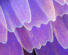 Una foto de "microscopio" supuestamente tomada con el Find X3 Pro. (Fuente: Weibo)