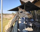 Parque del León y el Safari: Una jirafa decidió unirse para comer (Fuente de la imagen: Darryl Linington - Notebookcheck)