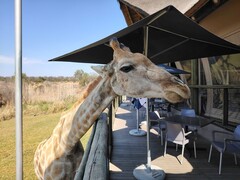 Parque del León y el Safari: Una jirafa decidió unirse para comer (Fuente de la imagen: Darryl Linington - Notebookcheck)