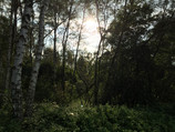 Foto del bosque con HDR.