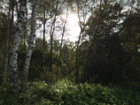 Foto del bosque sin HDR.