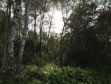 Foto del bosque sin HDR.