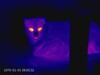 Detalles del gato