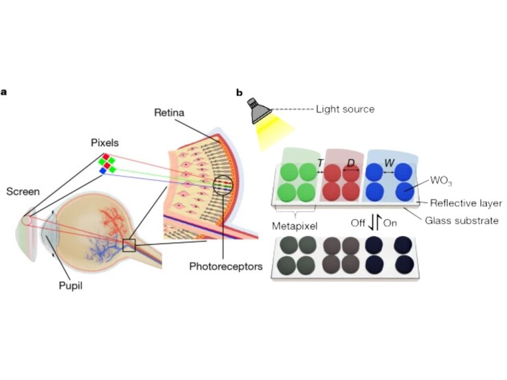 (Fuente de la imagen: Nature)