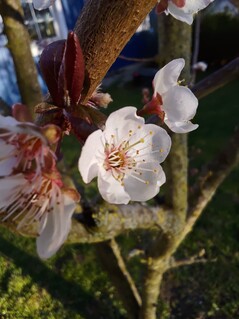 Foto con la cámara macro