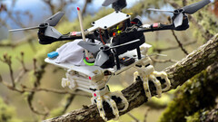 El pájaro robot SNAG utiliza la biomimética para posarse (imagen: Stanford)