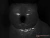 Toma térmica de gato en modo oscuro