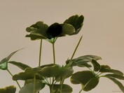zoom 100x Pro Res