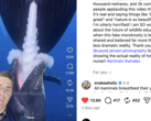 GatorChris explica en un vídeo que las ballenas no amamantan así