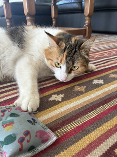 Una imagen de la cámara principal