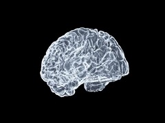 Una imagen artística de un cerebro (Fuente de la imagen: Shawn Day vía Unsplash; editado)